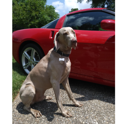 c6 Corvette Pet Id